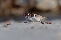 Kulik cernohlavy - Thinornis cucullatus - Hooded Plover o4920